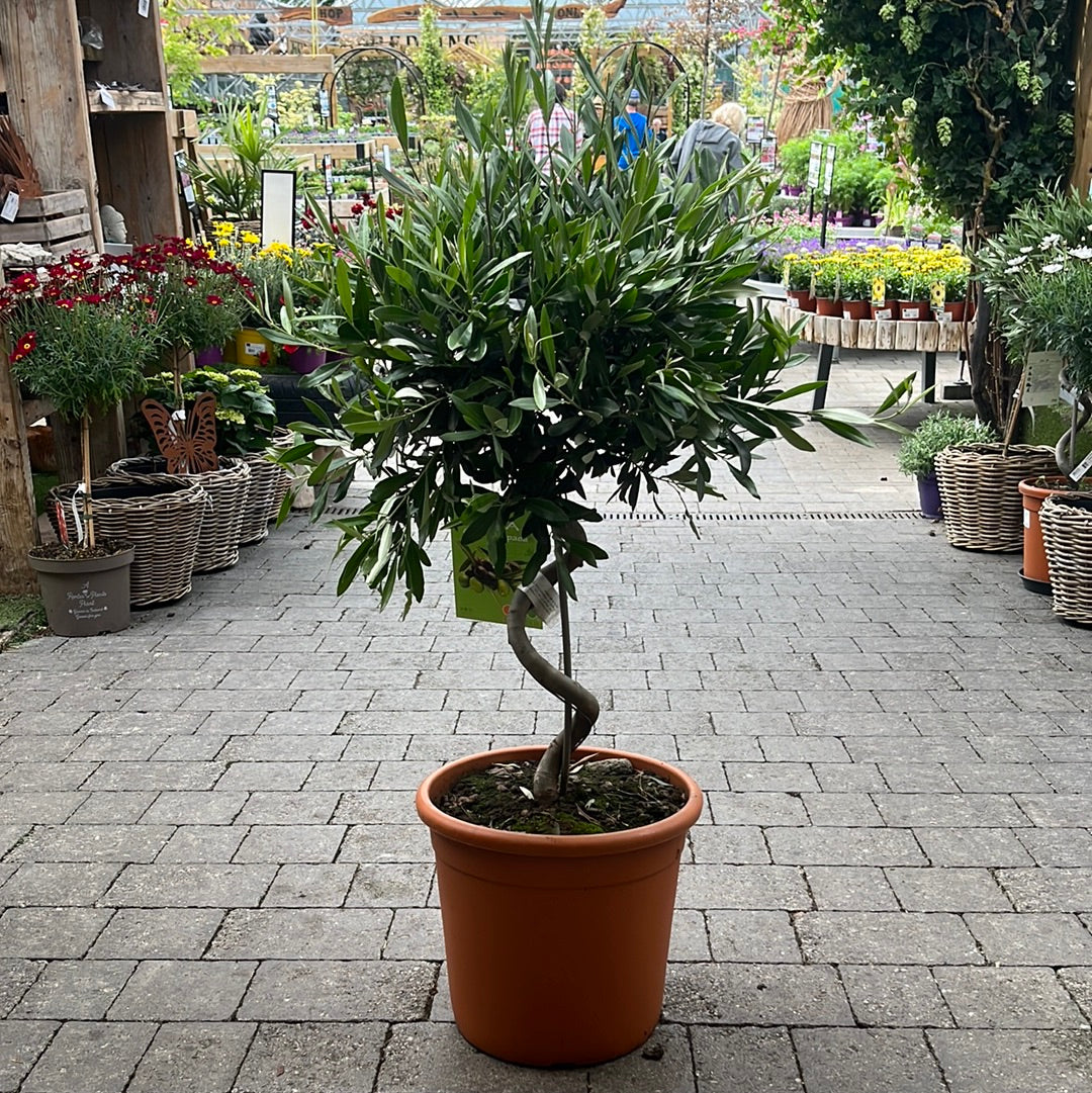 Olea Europaea Spiral