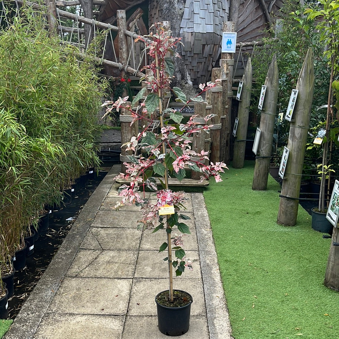 ACER CONSPICUUM RED FLAMINGO