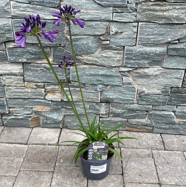 African Lily Agapanthus Poppin Purple (2Ltr Pot)