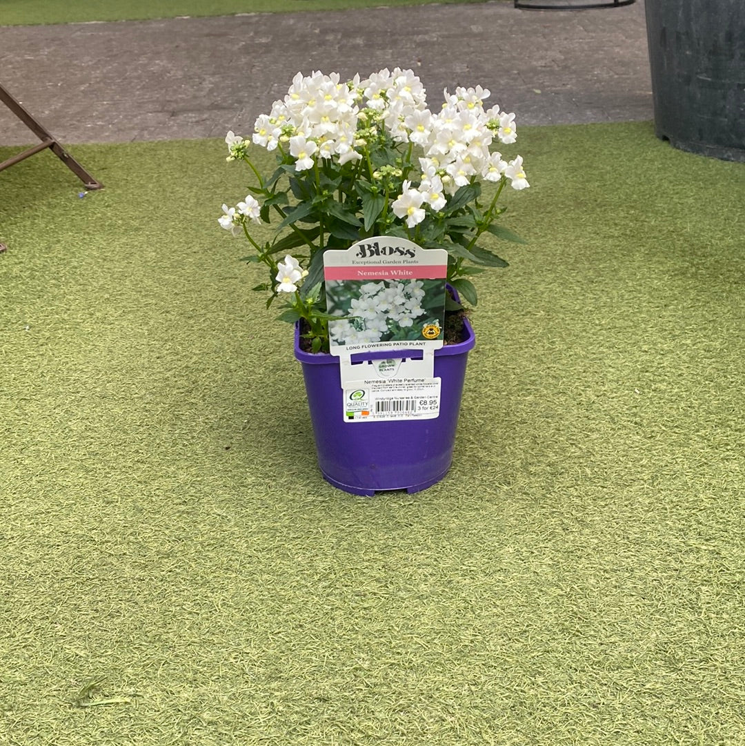 Nemesia White Perfume 2L
