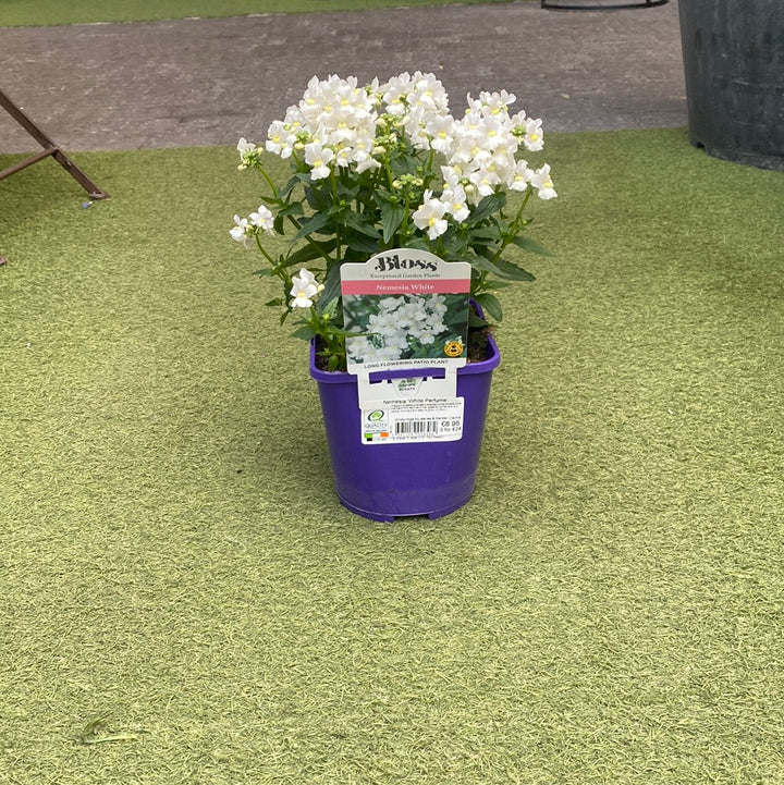 Nemesia White Perfume 2L