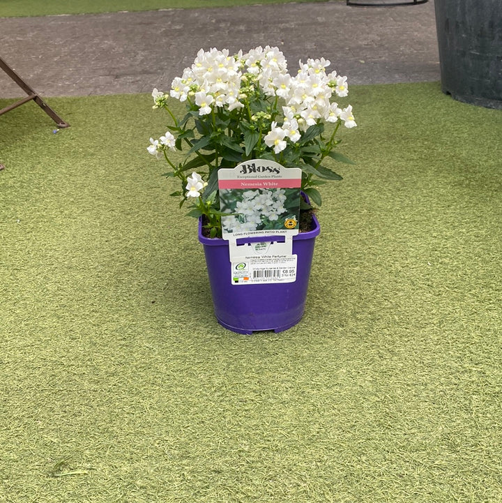 Nemesia White Perfume