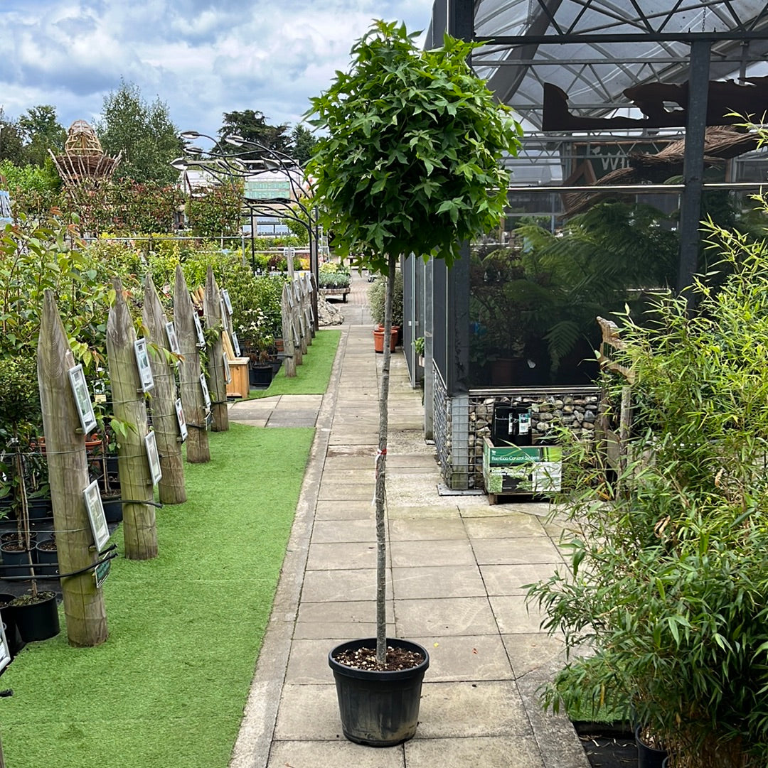 LIQUIDAMBAR STYR. 'GUM BALL' CLT 45   CIRC. TR. 10 - 12 CM  STD