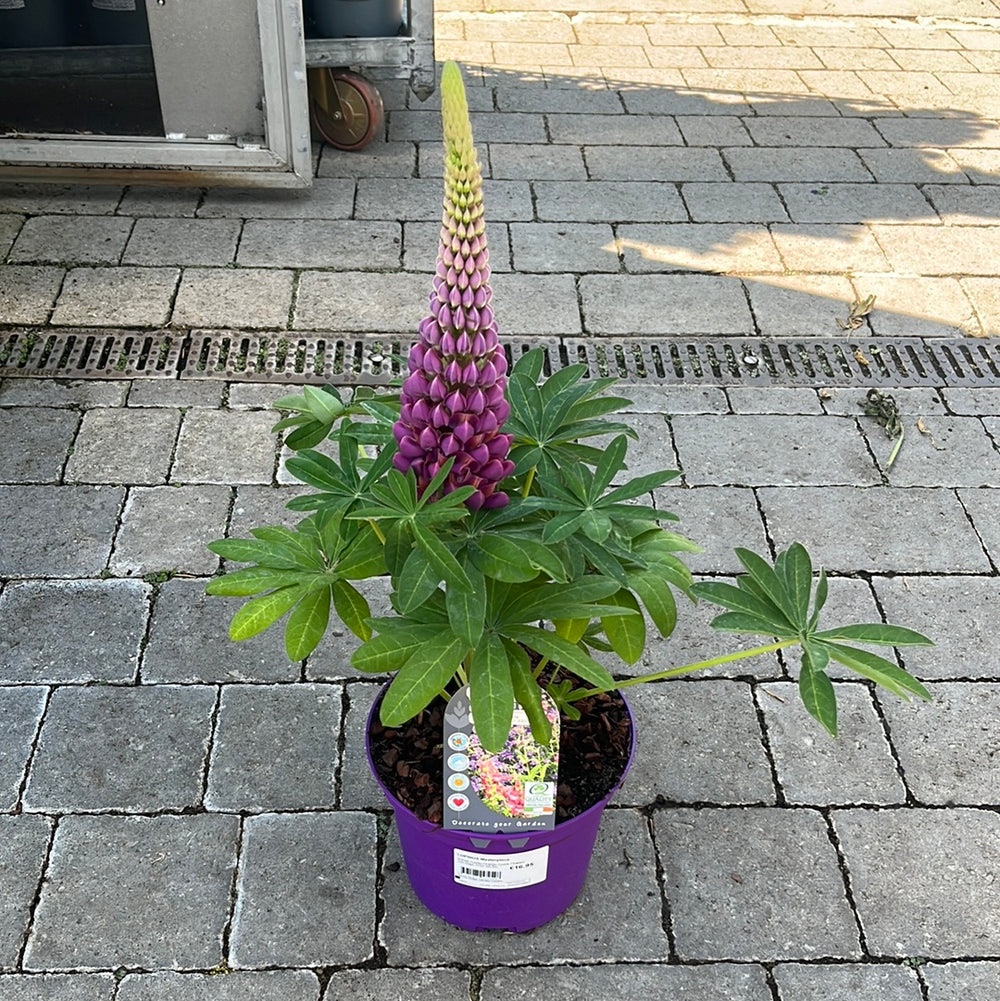 Lupinus Masterpiece - Herbaceous - Windyridge Garden Centre