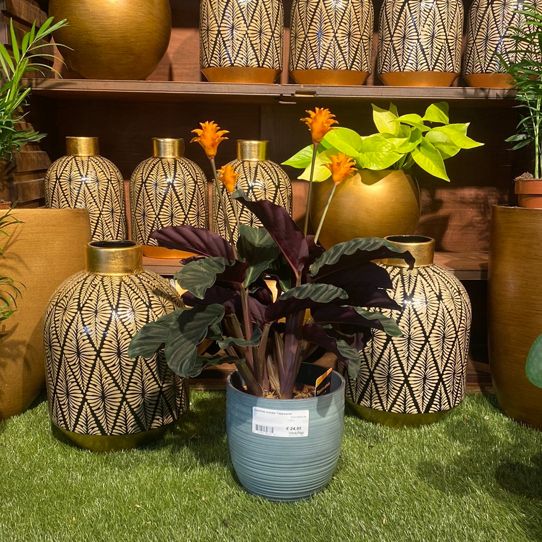 Calathea crocata Tassmania  16 cm Ceramic Pot