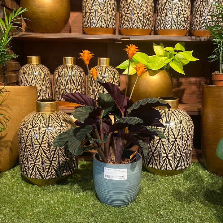 Calathea crocata Tassmania  16 cm Ceramic Pot