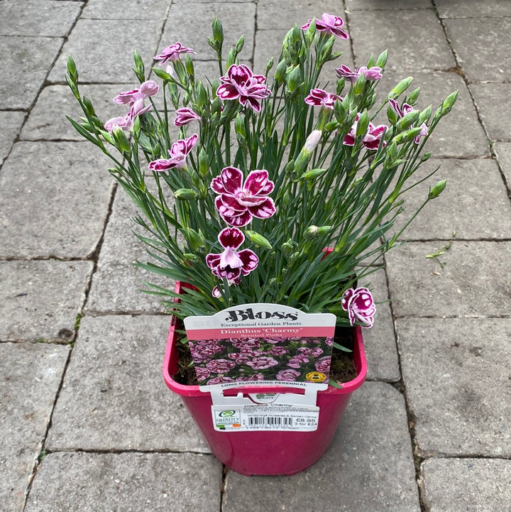 Carnation (Dianthus Charmy)