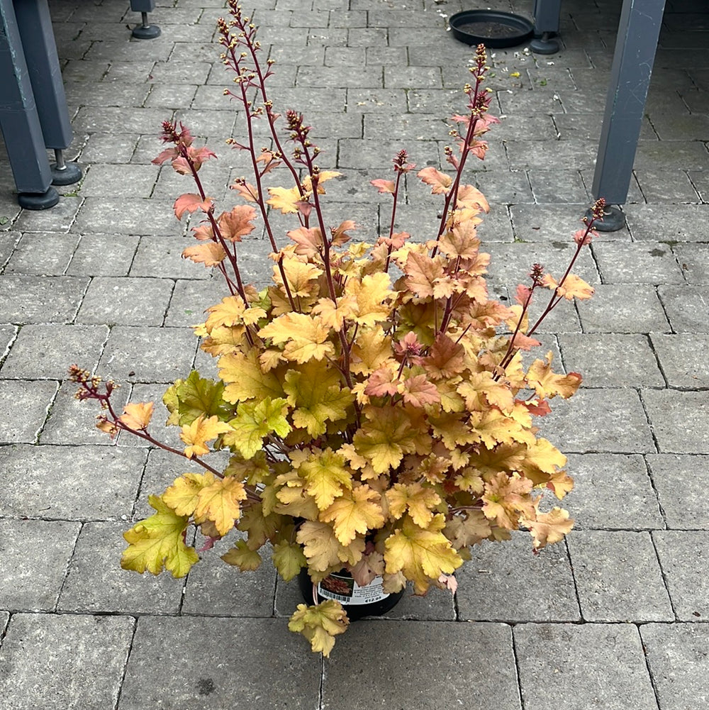 Heuchera Marmalade - Herbaceous - Windyridge Garden Centre
