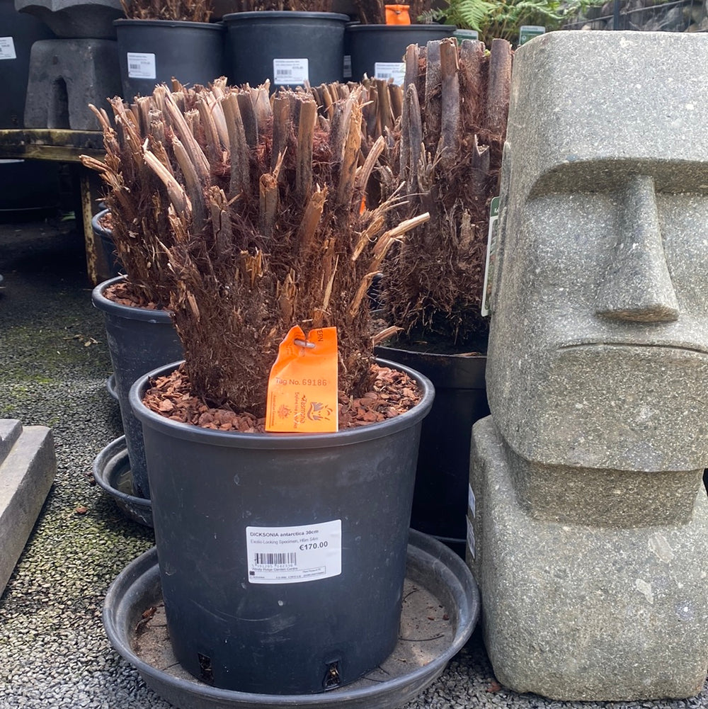 Dicksonia Antarctica 30Cm - Trees - Windyridge Garden Centre