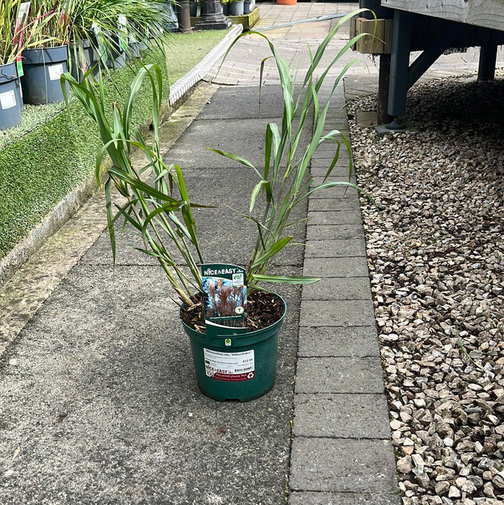 Miscanthus sin. Silberfeder