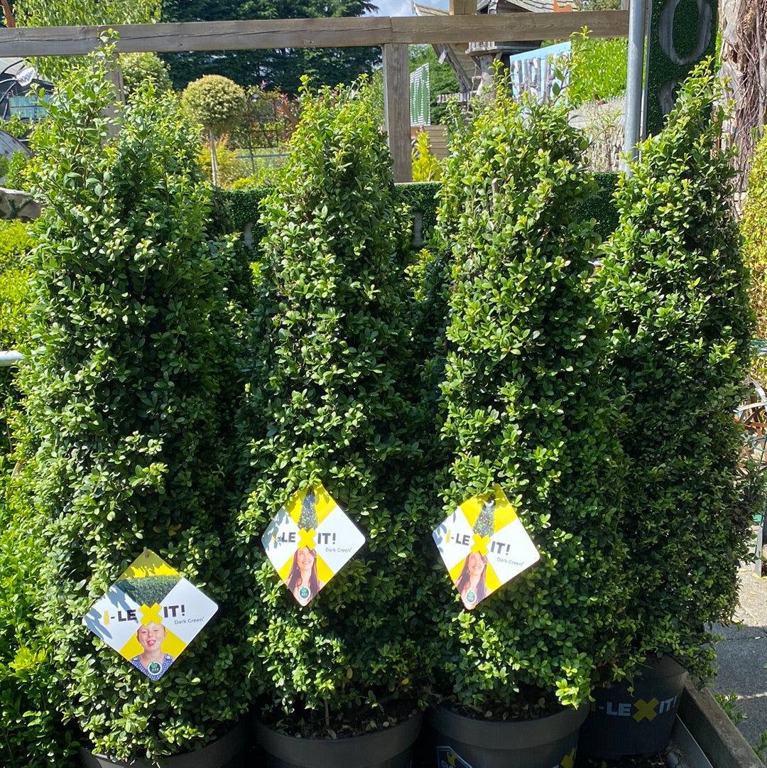 Ilex cren. Dark Green