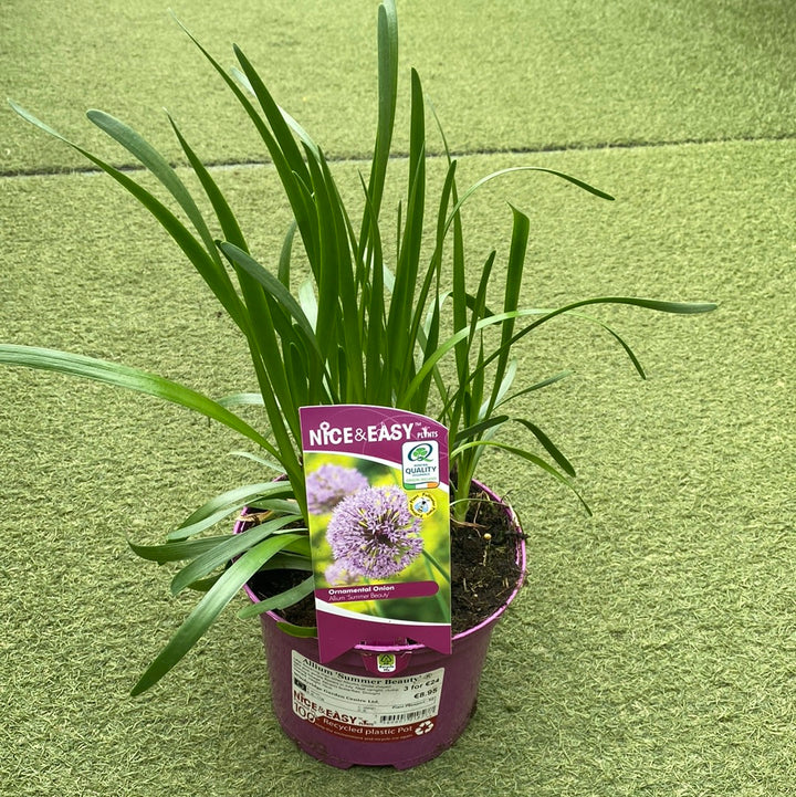 Allium Summer Beauty (2Ltr Pot)