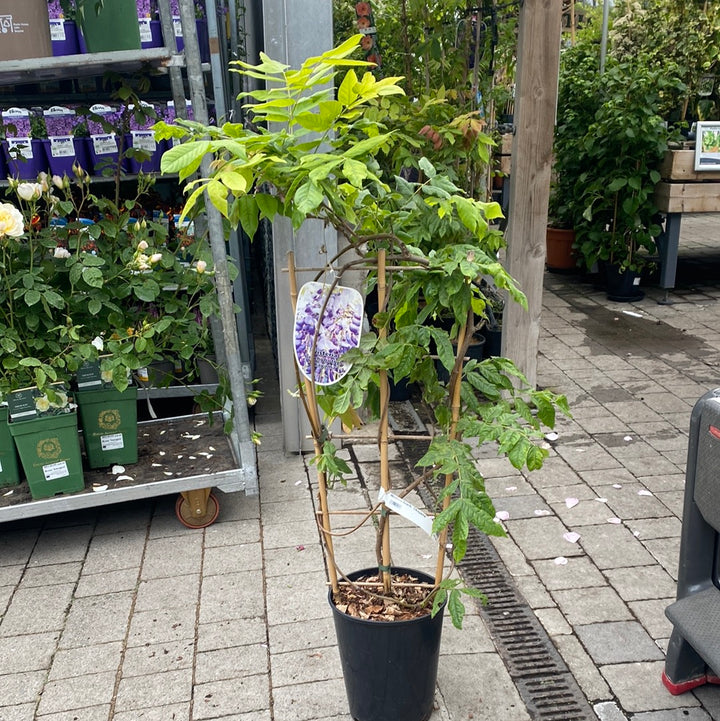 Wisteria Brach. Okayama - Climbers - Windyridge Garden Centre