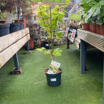ACER PALMATUM JORDAN