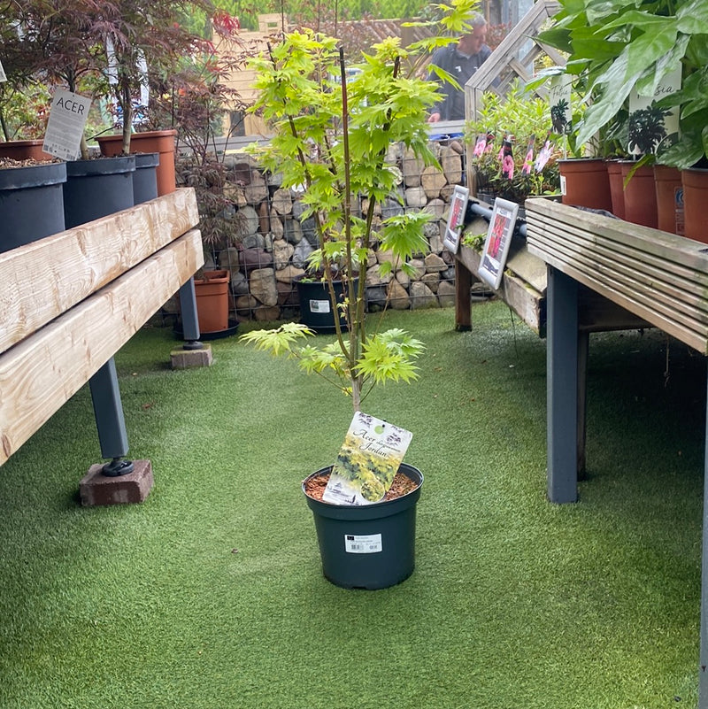 ACER PALMATUM JORDAN