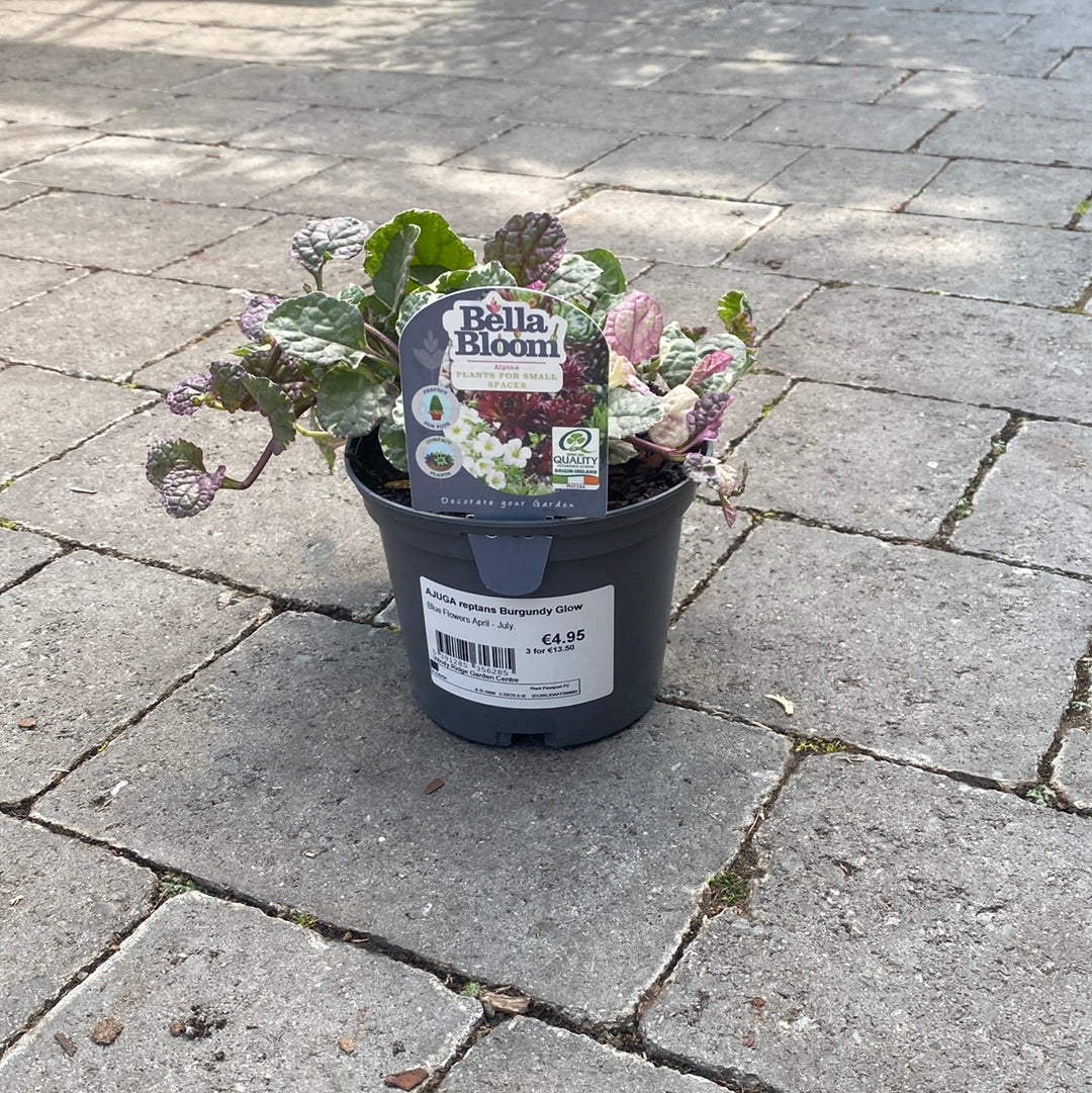 AJUGA reptans Burgundy Glow