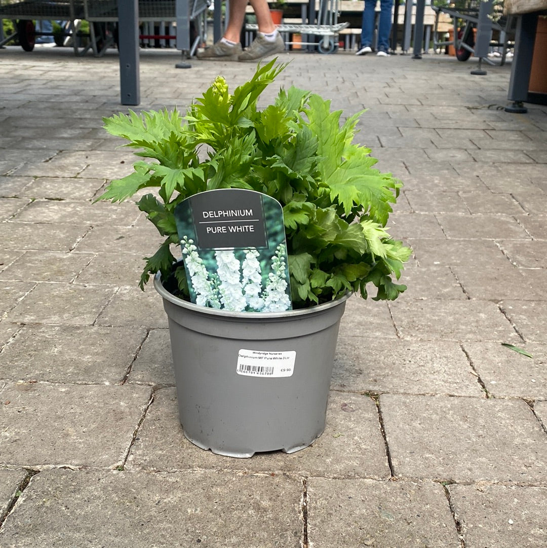 Delphinium MF Pure White 3 Ltr