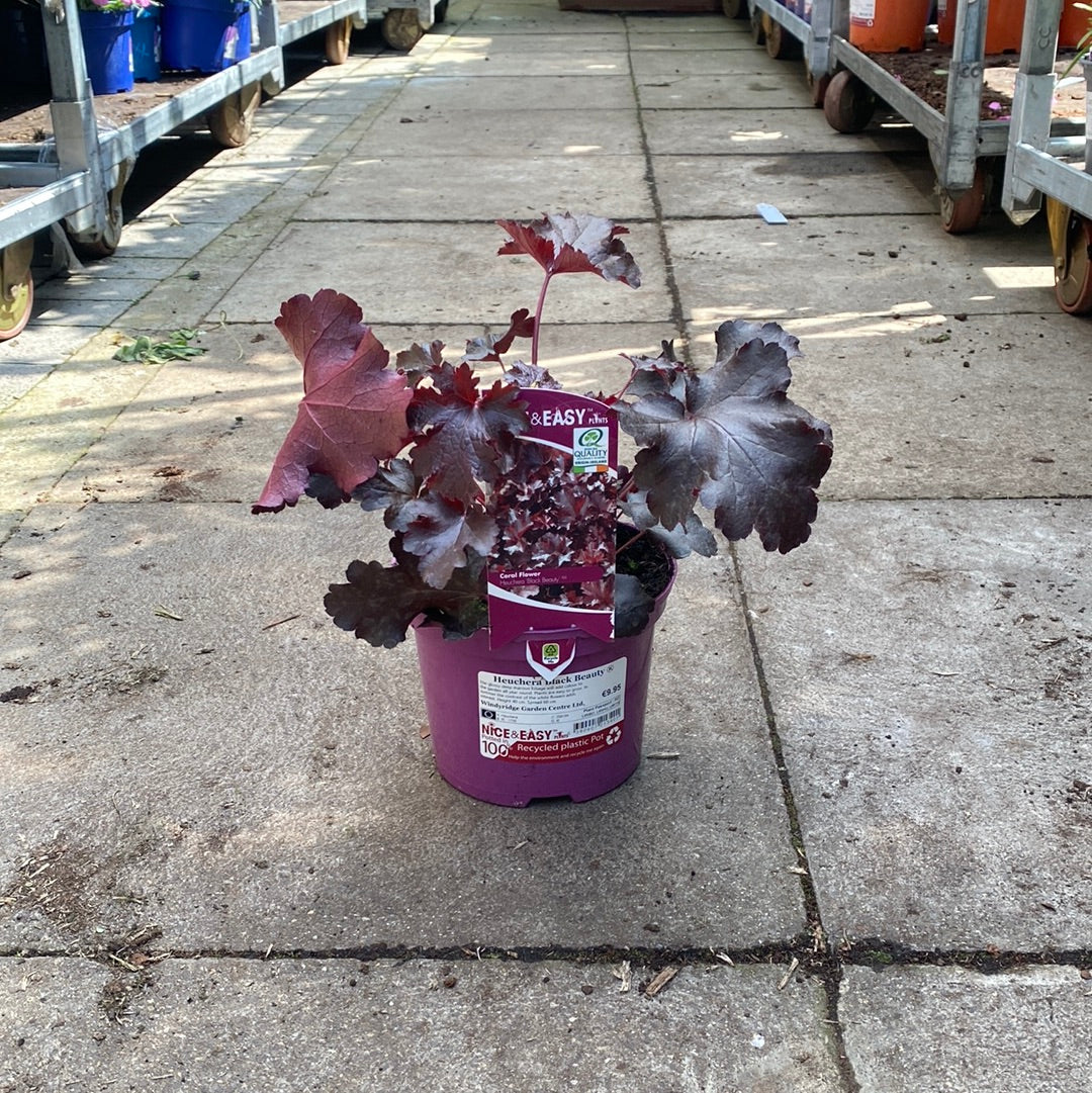 Heuchera Black Beauty