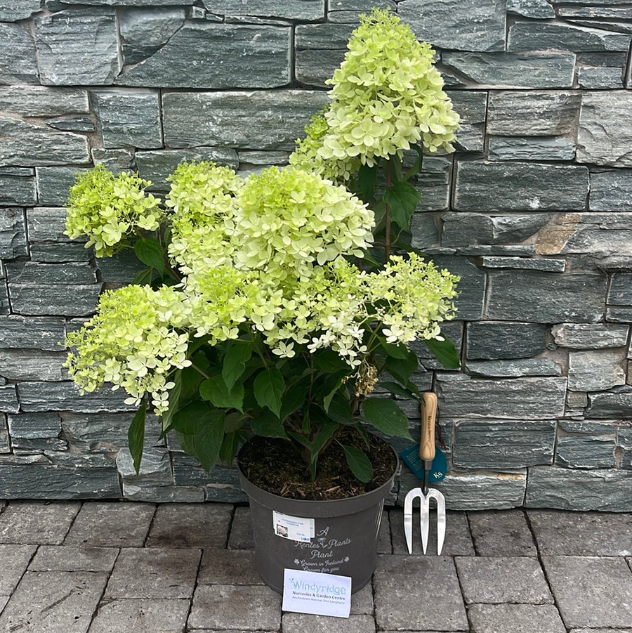 Hydrangea Pan. Phantom - Shrubs - Windyridge Garden Centre