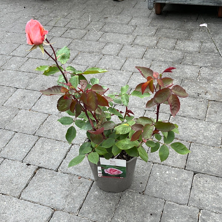 Rosa Blessings