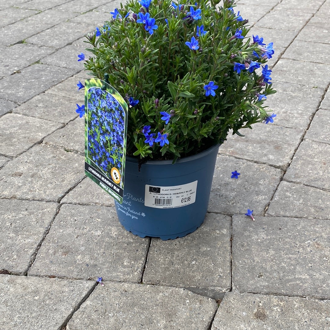LITHODORA D. HEAVENLY BLUE