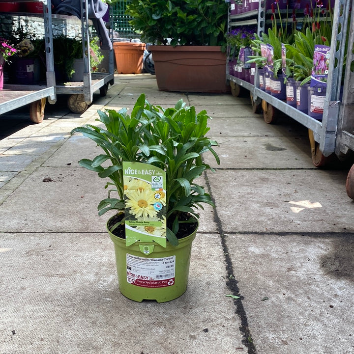 Leucanthemum Banana Cream