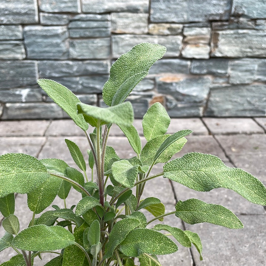 Sage 9cm