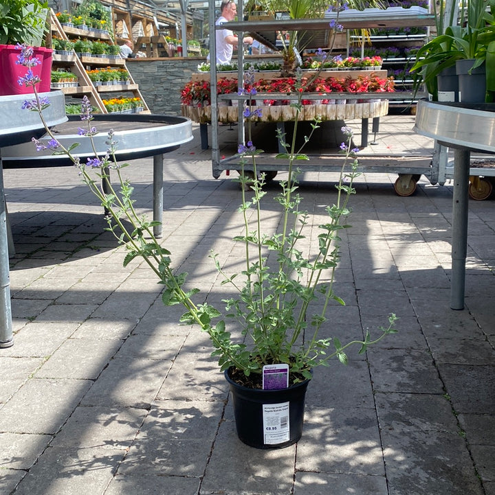 Nepeta Six Hills Giant - Herbaceous - Windyridge Garden Centre