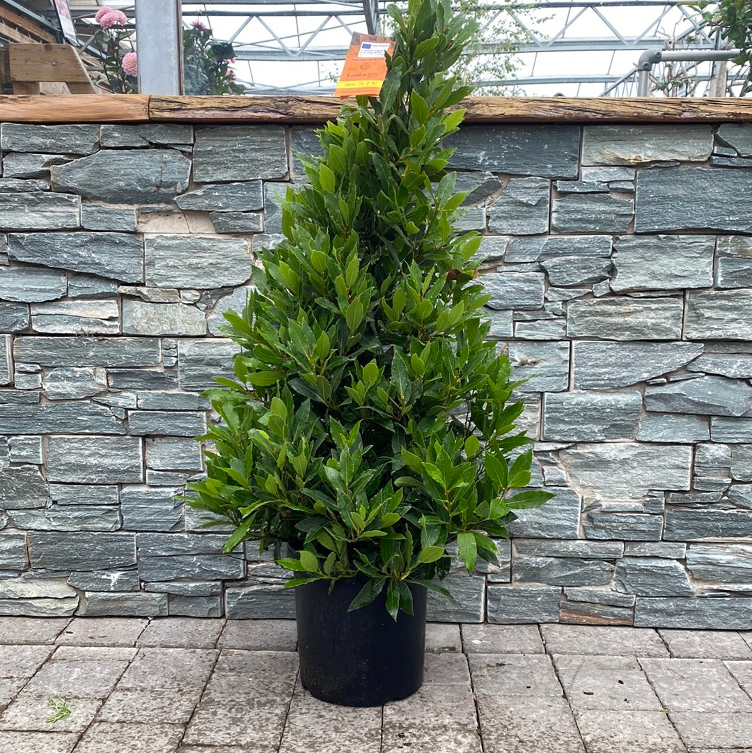 Bay Tree Pyramid 120cm – Windyridge Garden Centre