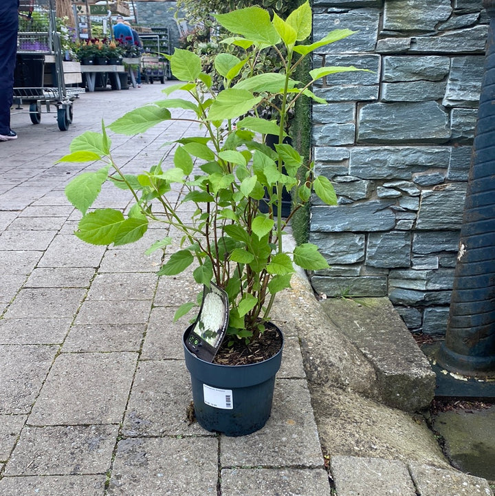 Hydrangea arb. Annabelle