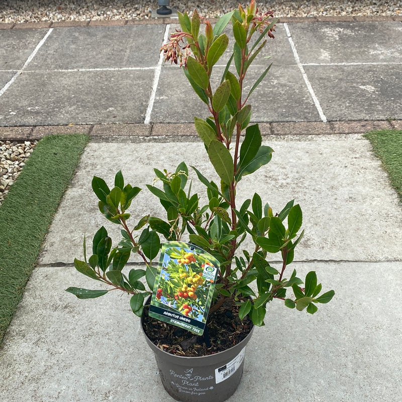 ARBUTUS UNEDO