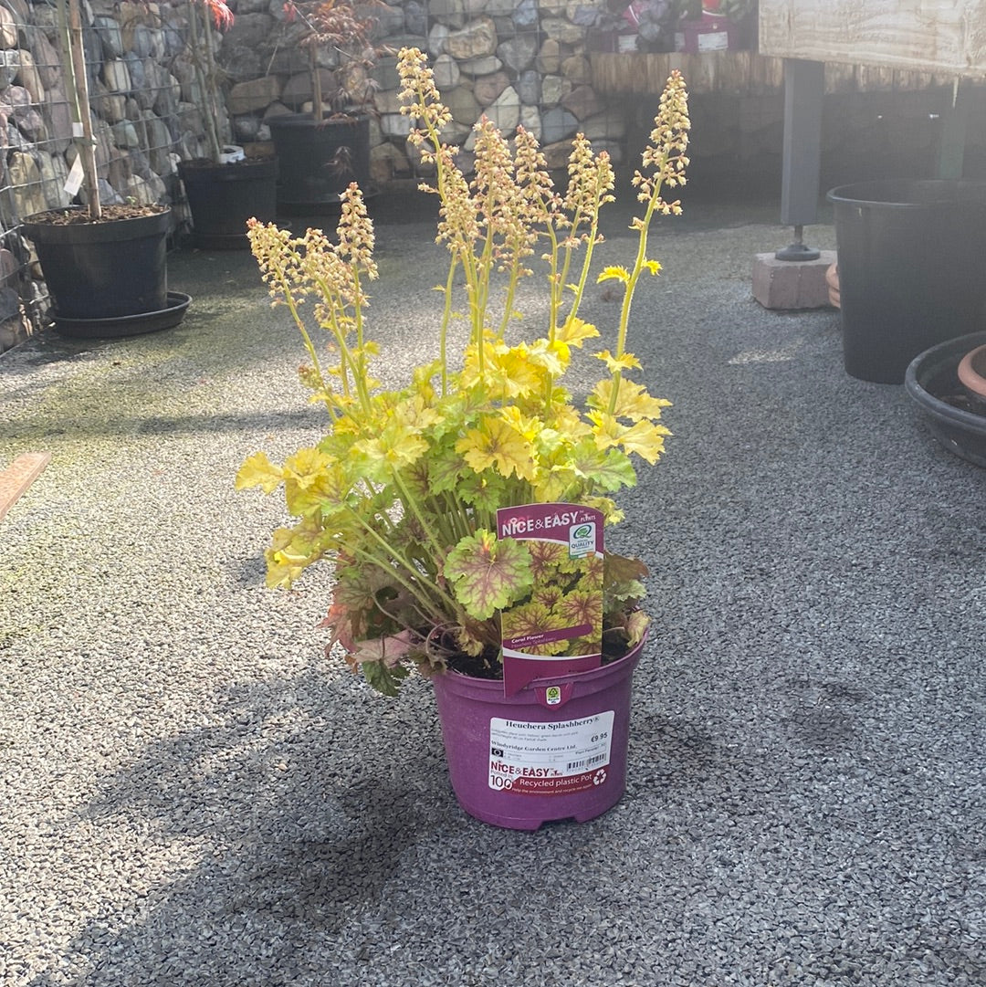 Heuchera Splashberry