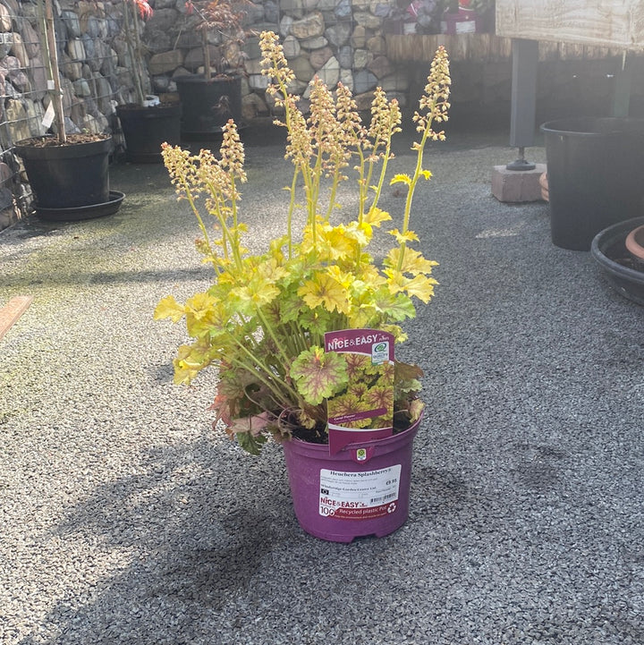 Heuchera Splashberry