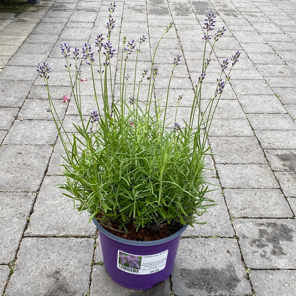 Lavandula-Munstead-Potted