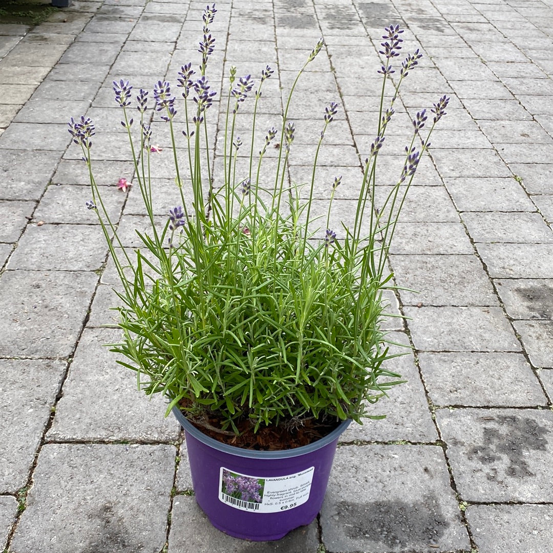 Lavandula-Munstead-Potted