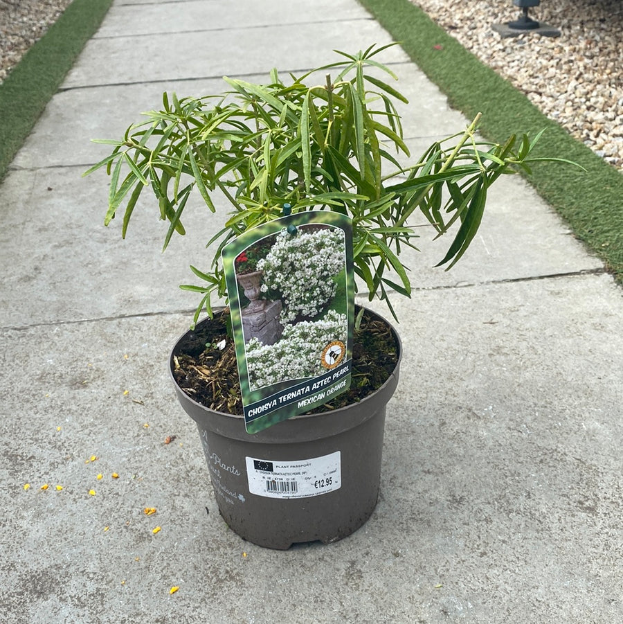 CHOISYA TERNATA AZTEC PEARL - Shrubs - Windyridge Garden Centre