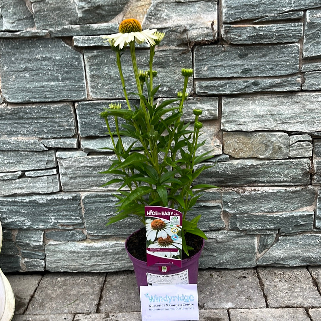 Echinacea-White-Meditation-potted 2