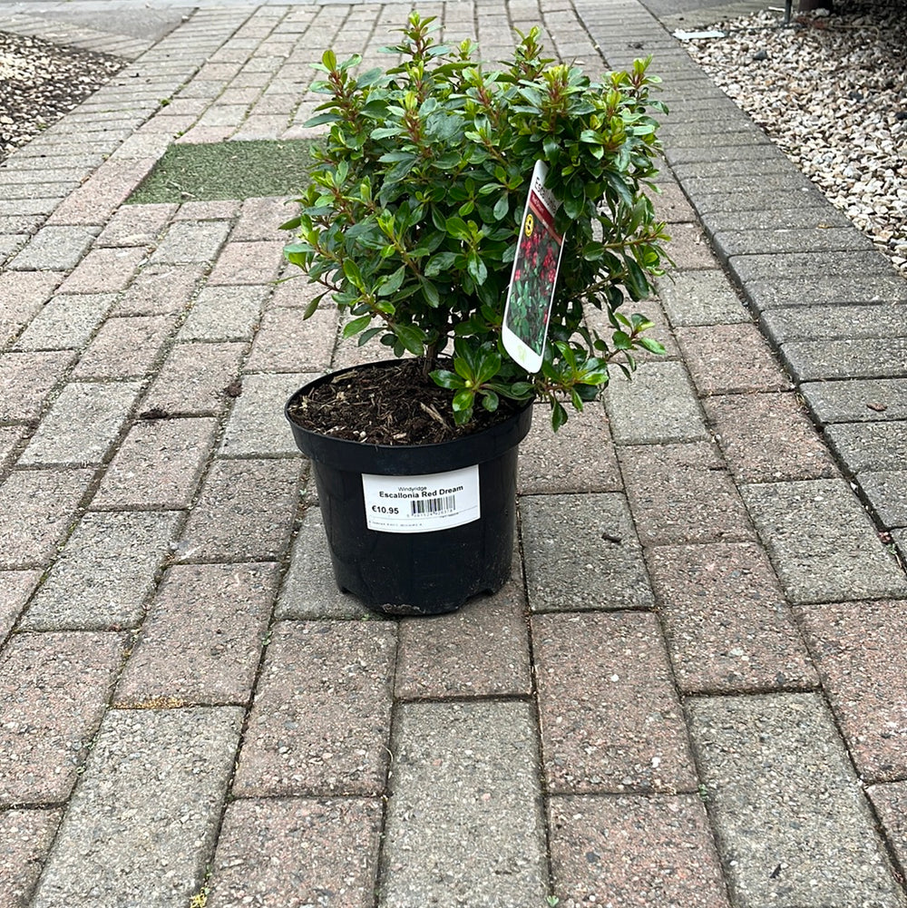 Escallonia Red Dream 3L - Shrubs - Windyridge Garden Centre
