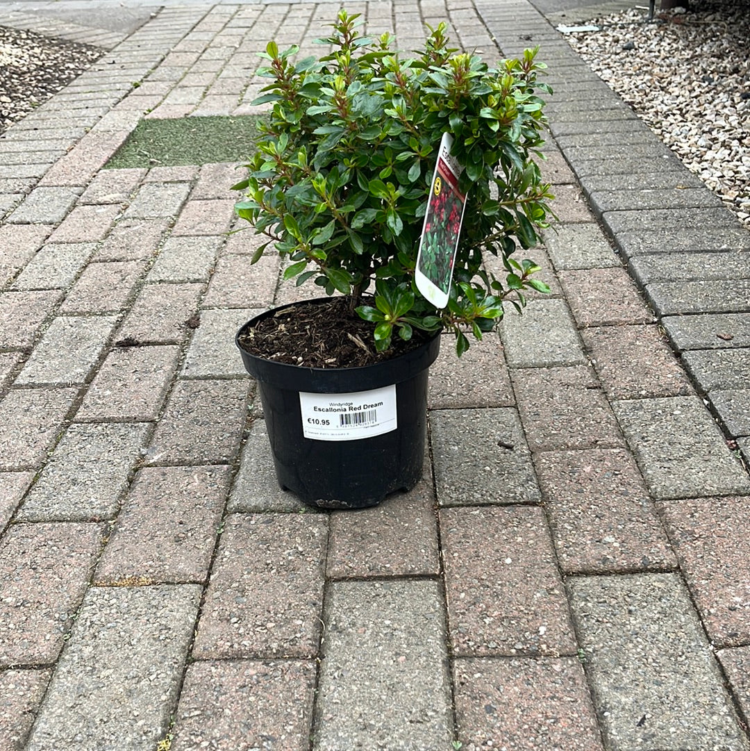 Escallonia Red Dream 3L - Shrubs - Windyridge Garden Centre