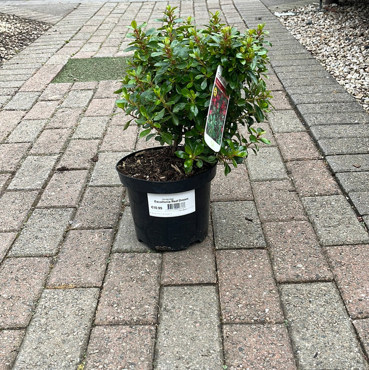 Escallonia Red Dream 3L - Shrubs - Windyridge Garden Centre