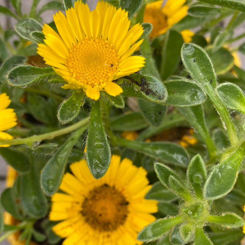 Asteriscus Yellow 2L - Herbaceous - Windyridge Garden Centre