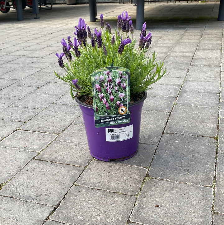 LAVANDULA S. ETERINITY