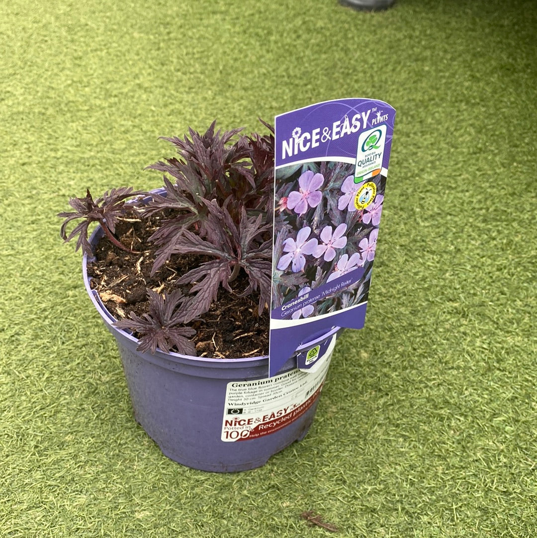 Geranium pratense Midnight Reiter