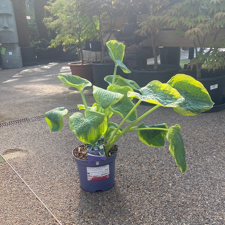Hosta sieb. Frances Williams 3L