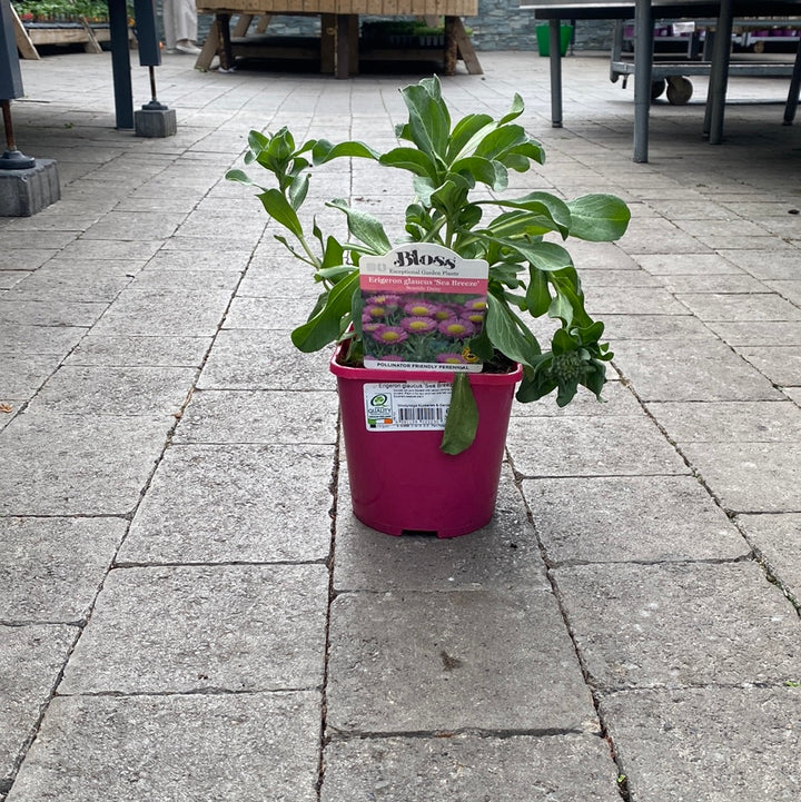 Fleabane Erigeron Glaucus Sea Breeze (2Ltr Pot)