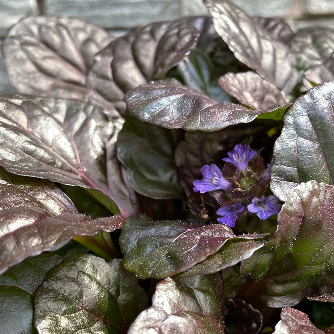 Ajuga Black Scallop