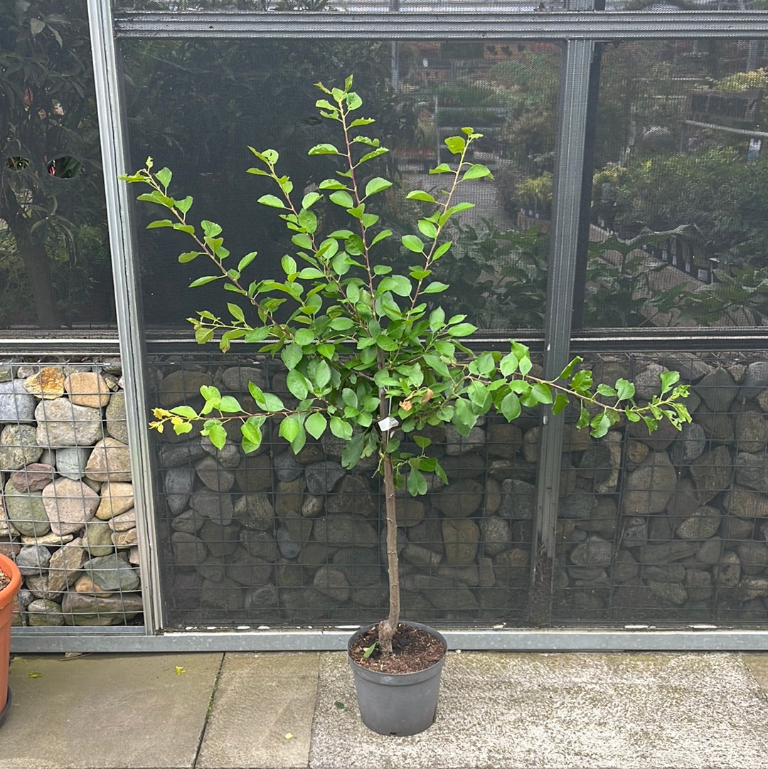 Opal plum