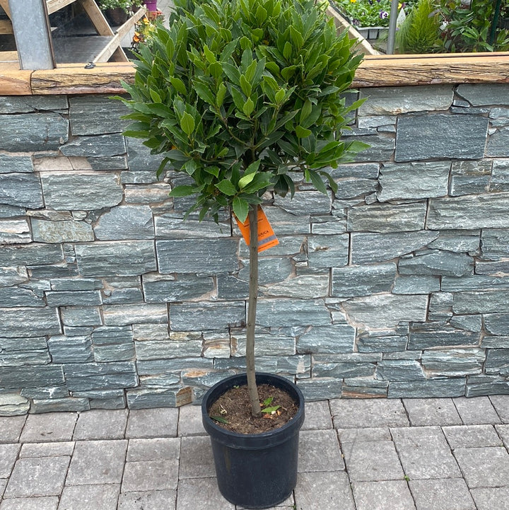 Bay Standard 1/2 Stem Crown 40/45cm Dia. Pot 25cm