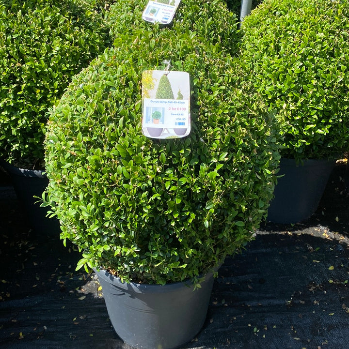 Buxus semp Ball 40-45cm