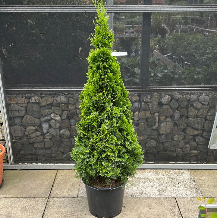 THUJA OCCIDENTALIS SMARAGD 150cm